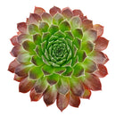 Sempervivum 'Pacific Trails'