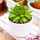 Sempervivum 'Red Wings'