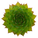 Sempervivum 'Silver King'