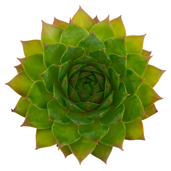 succulent king Sempervivum Silver King - Hardy Hens & Chicks, Cold Hardy Succulent
