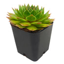 Sempervivum 'Silver King'
