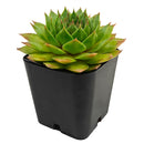Sempervivum 'Silver King'