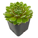Sempervivum 'Highland Mist'
