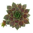 Sempervivum 'Virgil Ford'