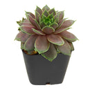 Sempervivum 'Virgil Ford'