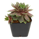 Sempervivum 'Virgil Ford'