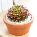 Sempervivum Gulle Dame