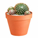 Sempervivum arachnoideum 'Robin'