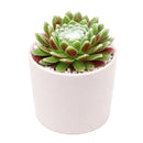 Sempervivum arachnoideum 'Robin'