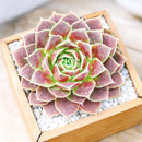 Sempervivum heuffelii 'Chocoleto'