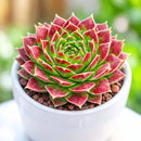Sempervivum heuffelii 'Torrid Zone'