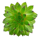 Sempervivum Emerald Swirl
