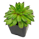 Sempervivum Emerald Swirl