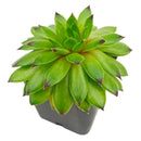 Sempervivum Emerald Swirl