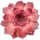 Sempervivum 'Adeltruid'