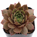 Sempervivum 'Brownie'