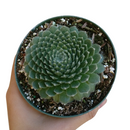 buy sempervivum ciliosum live succulent 2 inch online, fuzzy lime green rosette with maroon blushing on leaf tips, fine silver hair fringe covering entire leaf surface, compact slow-growing form ideal for small spaces and troughs, incredibly frost hardy surviving temperatures to minus 30 degrees fahrenheit, beautiful textural specimen for rock gardens alpine displays and succulent collections, a distinctive and lasting plant gift for any occasion