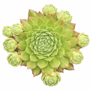 Sempervivum Dolle Dina's