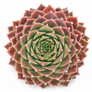 Sempervivum 'Fuzzy Wuzzy'