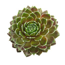 Sempervivum Gulle Dame