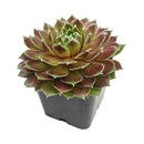 Sempervivum Gulle Dame