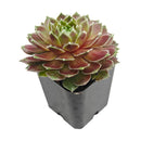 Sempervivum Gulle Dame
