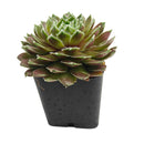 Sempervivum Gulle Dame