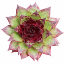 Sempervivum 'Hot Summer'