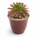 Sempervivum 'Icicle'