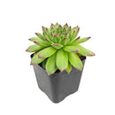 Sempervivum Karola