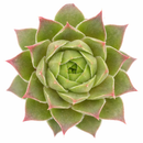 Sempervivum 'Lennik's Glory'