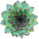 buy sempervivum mahogany live succulent 2 inch online, richly pigmented multicolored rosette with purple-tipped fleshy leaves, slow-spreading mat-forming growth, minimal watering needs, heat and cold tolerant, visually striking architectural accent for shelves or patios, an enduring heirloom succulent gift for any occasion