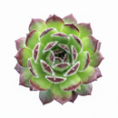 Sempervivum 'Melanie'
