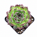 Sempervivum 'Melanie'