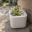 Sempervivum 'Melanie'