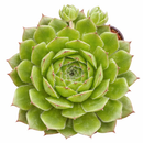 Sempervivum 'Oscularis'
