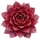 Sempervivum 'Pacific Shadows'