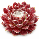 Sempervivum 'Red Pluche'