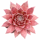 Sempervivum 'Red Wings'