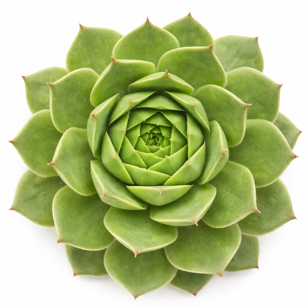 king soopers succulents Sempervivum Silver King - Hardy Hens & Chicks, Cold Hardy Succulent