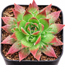 Sempervivum 'Stefan'