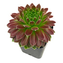 Sempervivum 'Icicle'