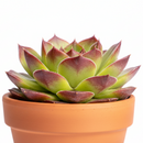 Sempervivum heuffelii 'Beatrice'