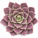 Sempervivum heuffelii 'Chocoleto'