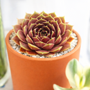 Sempervivum heuffelii 'Torrid Zone'