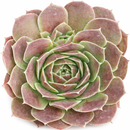 Sempervivum heuffelii 'Saffarina'