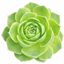 Sempervivum heuffelii ‘Xanthoheuff’