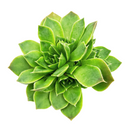 Sempervivum heuffelii ‘Xanthoheuff’