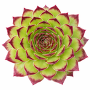 Sempervivum marmoreum f/ Kazan Gorge