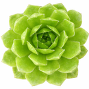 Sempervivum heuffelii 'Red Charm'